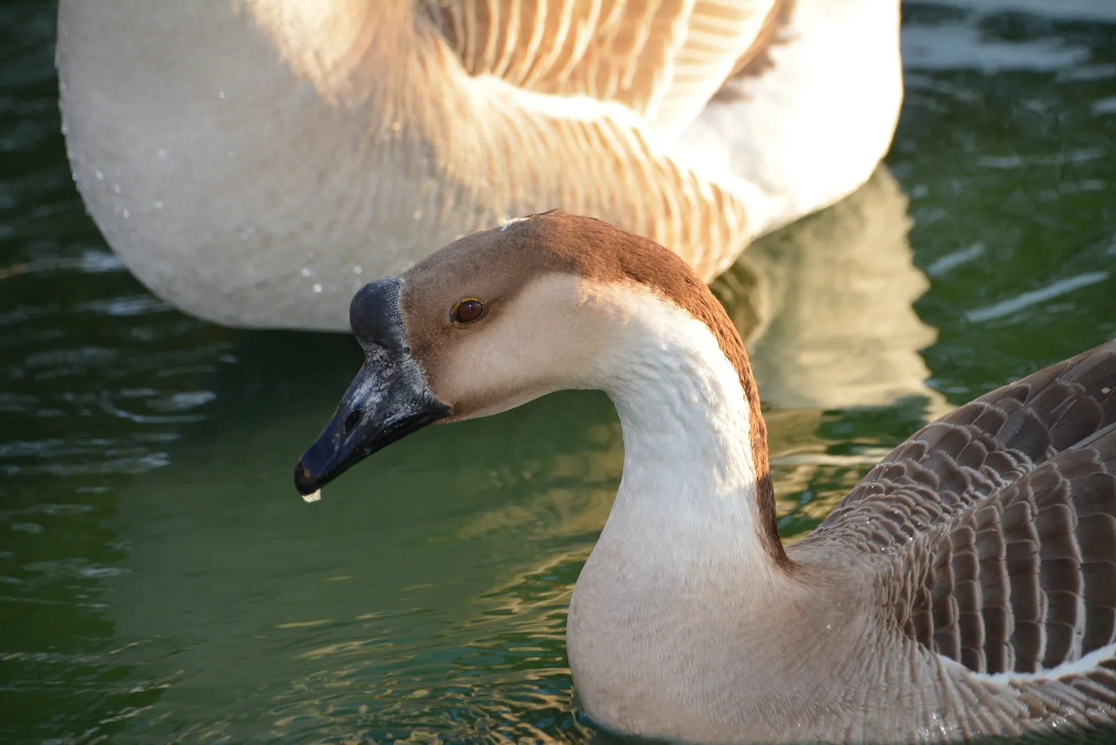 chinese goose