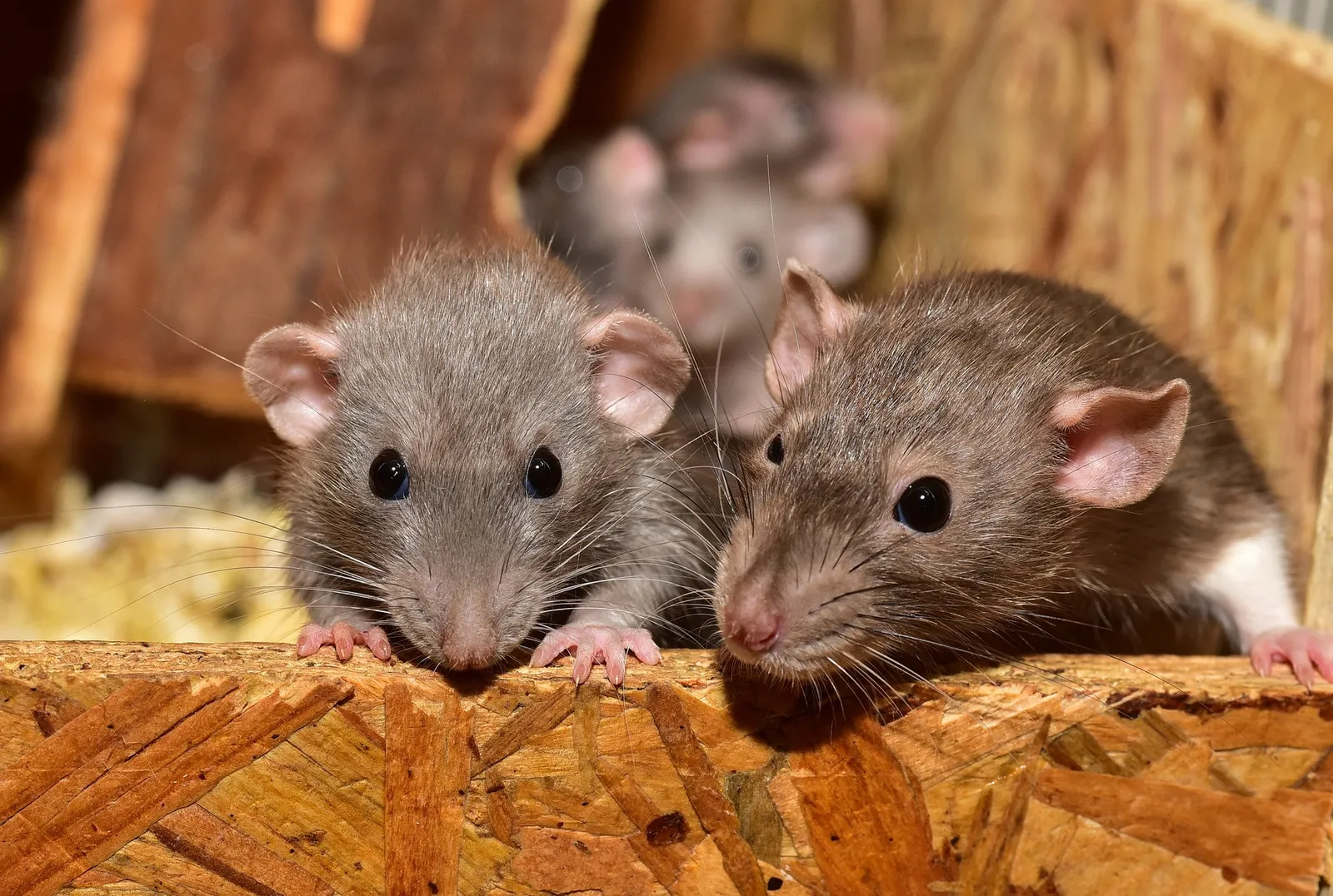 kill rats