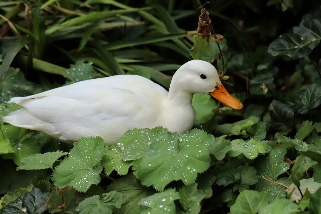 White Ducks