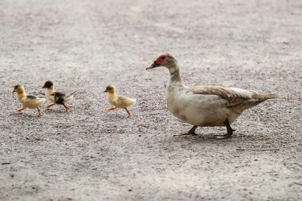 Muscovy Ducks