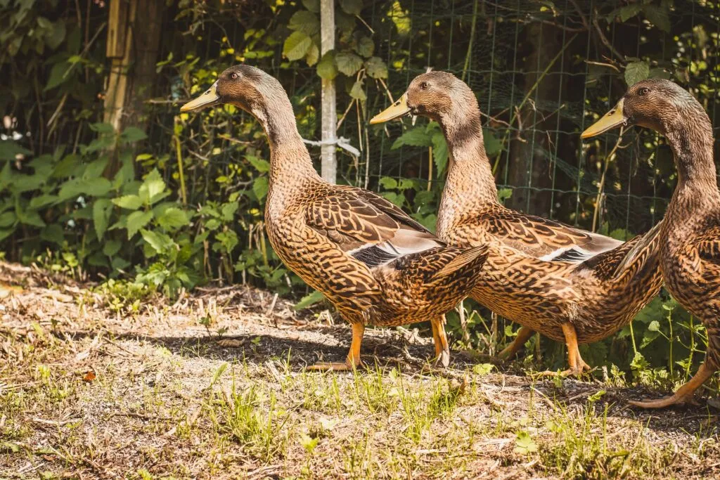 farm ducks