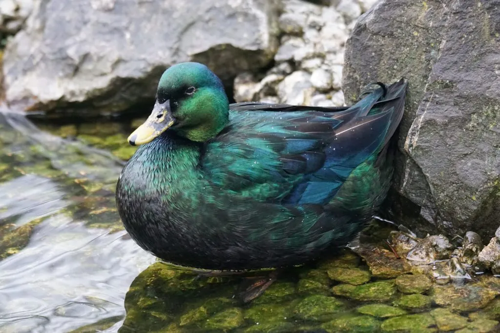 domestic duck