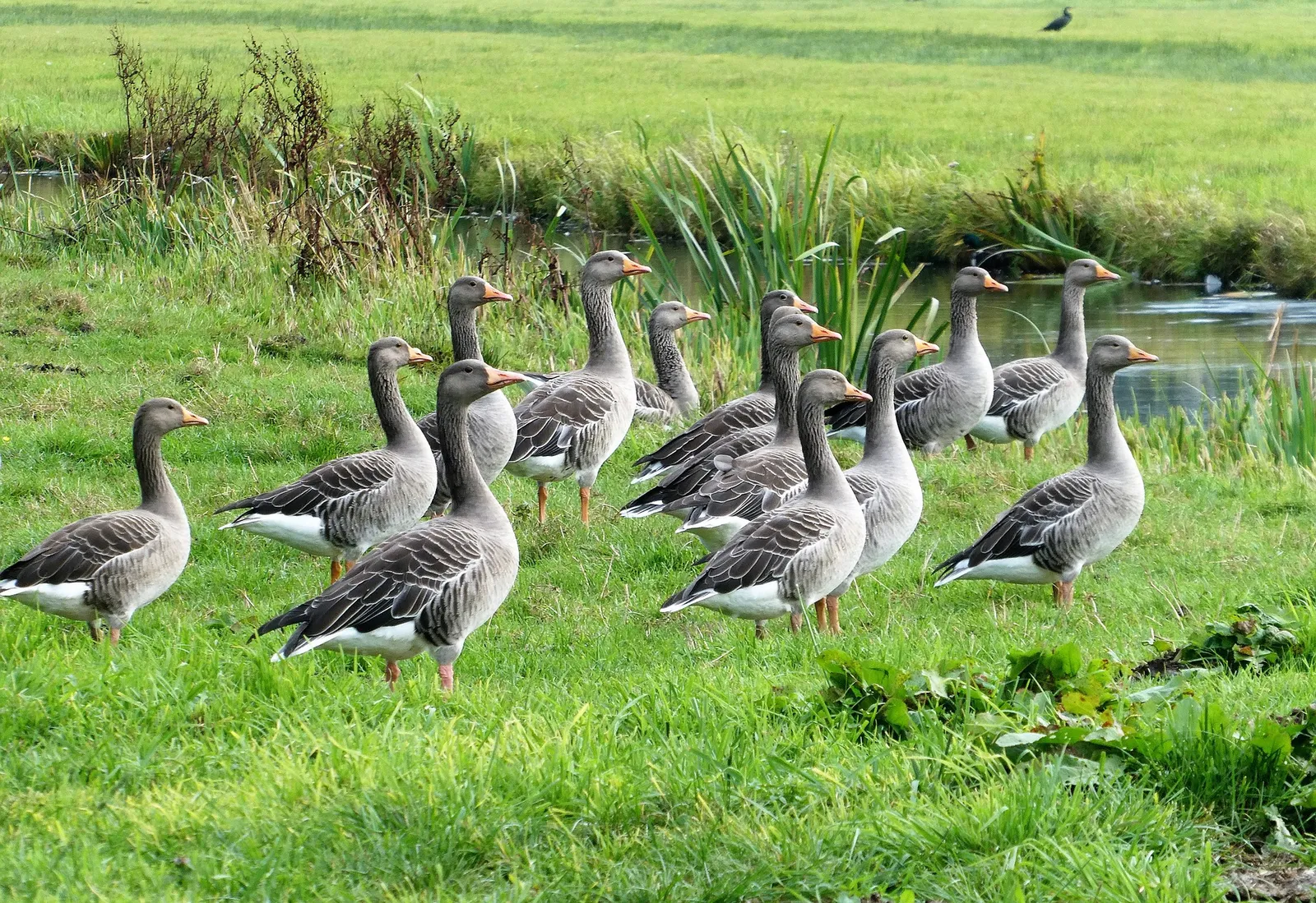 feeding geese