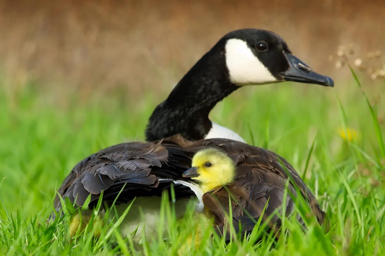 food for geese