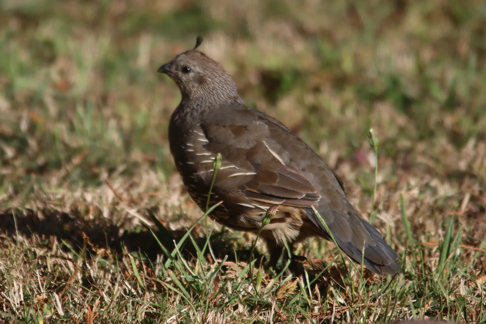 keep quail