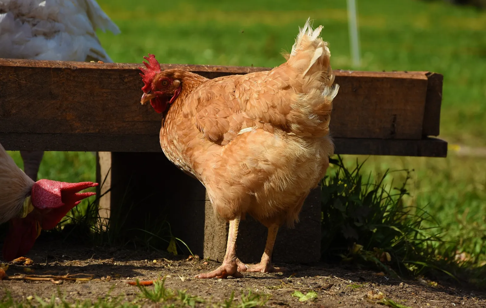 medicine for chickens