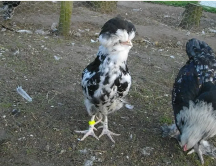 houdan chicken