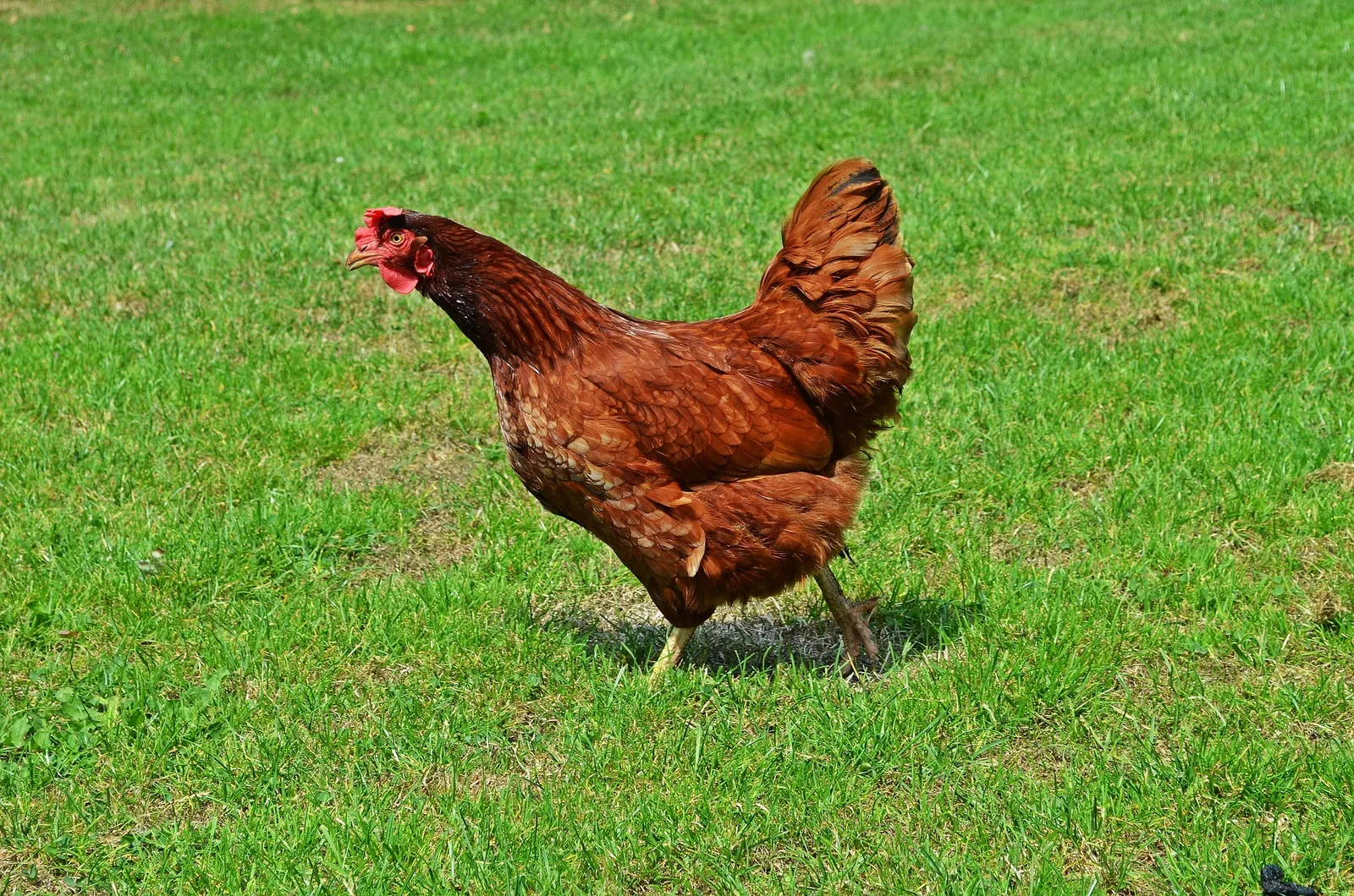 chick pen
