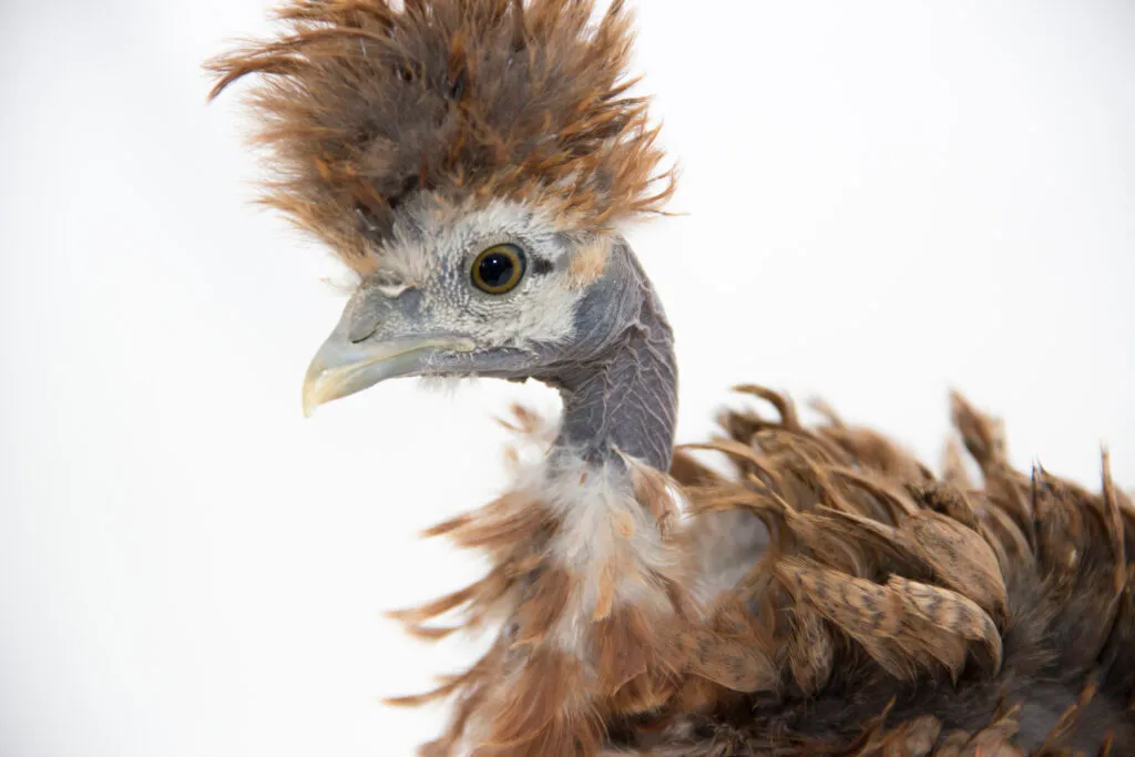 showgirl chickens