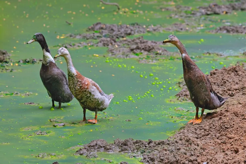 Indian Runner Ducks