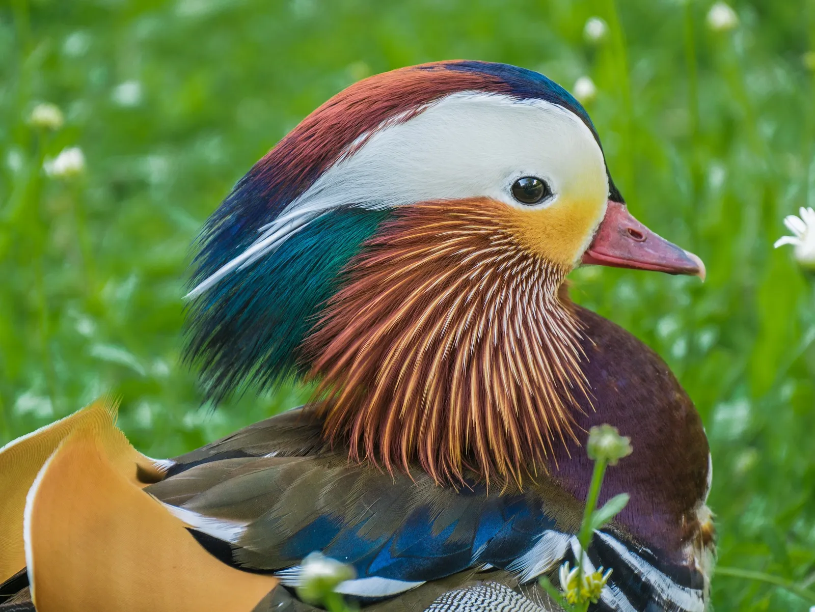 domestic duck