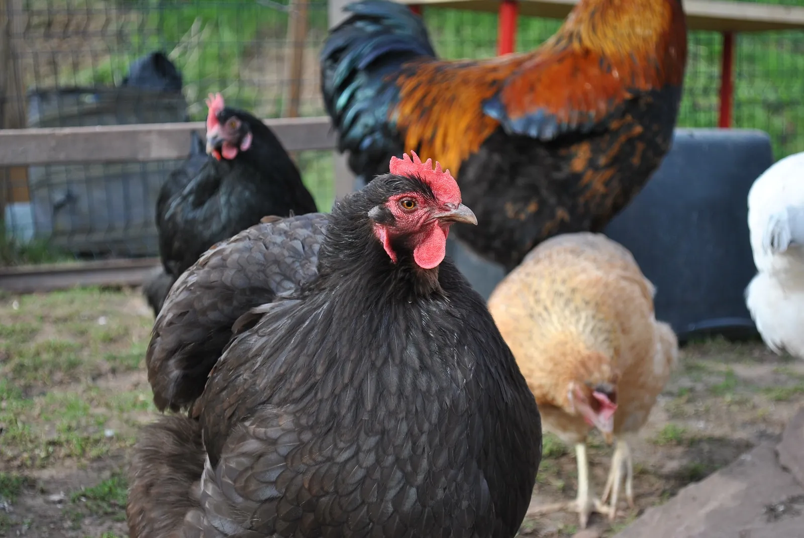 Chocolate Chickens