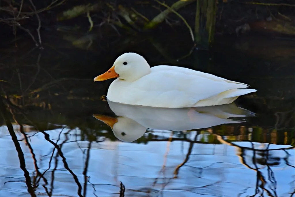 Pekin Ducks