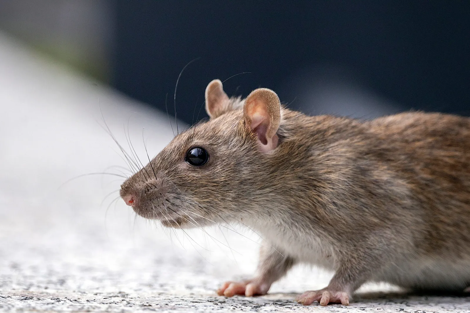 Rat Droppings