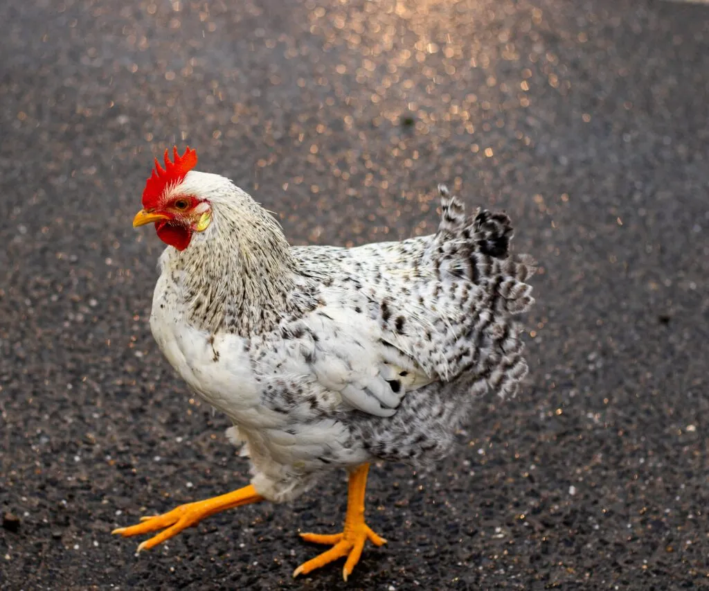 sick chicken