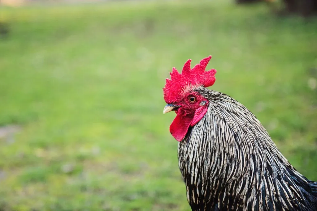 Chicken Sicknes