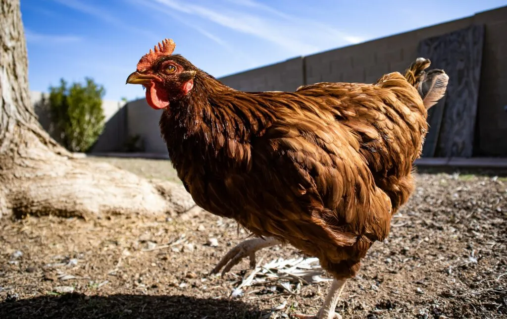 leghorn chicken