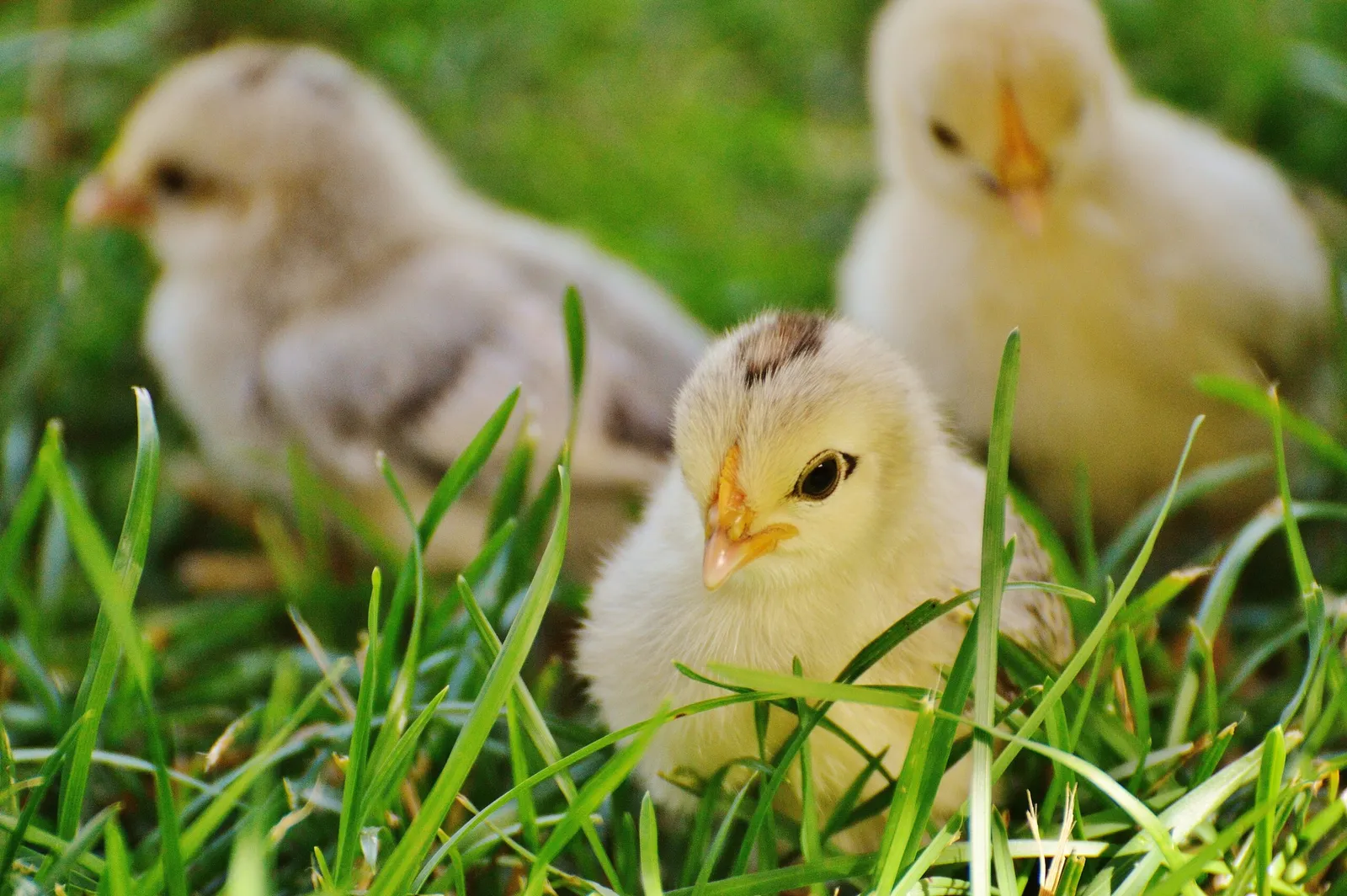 what do baby chicks eat