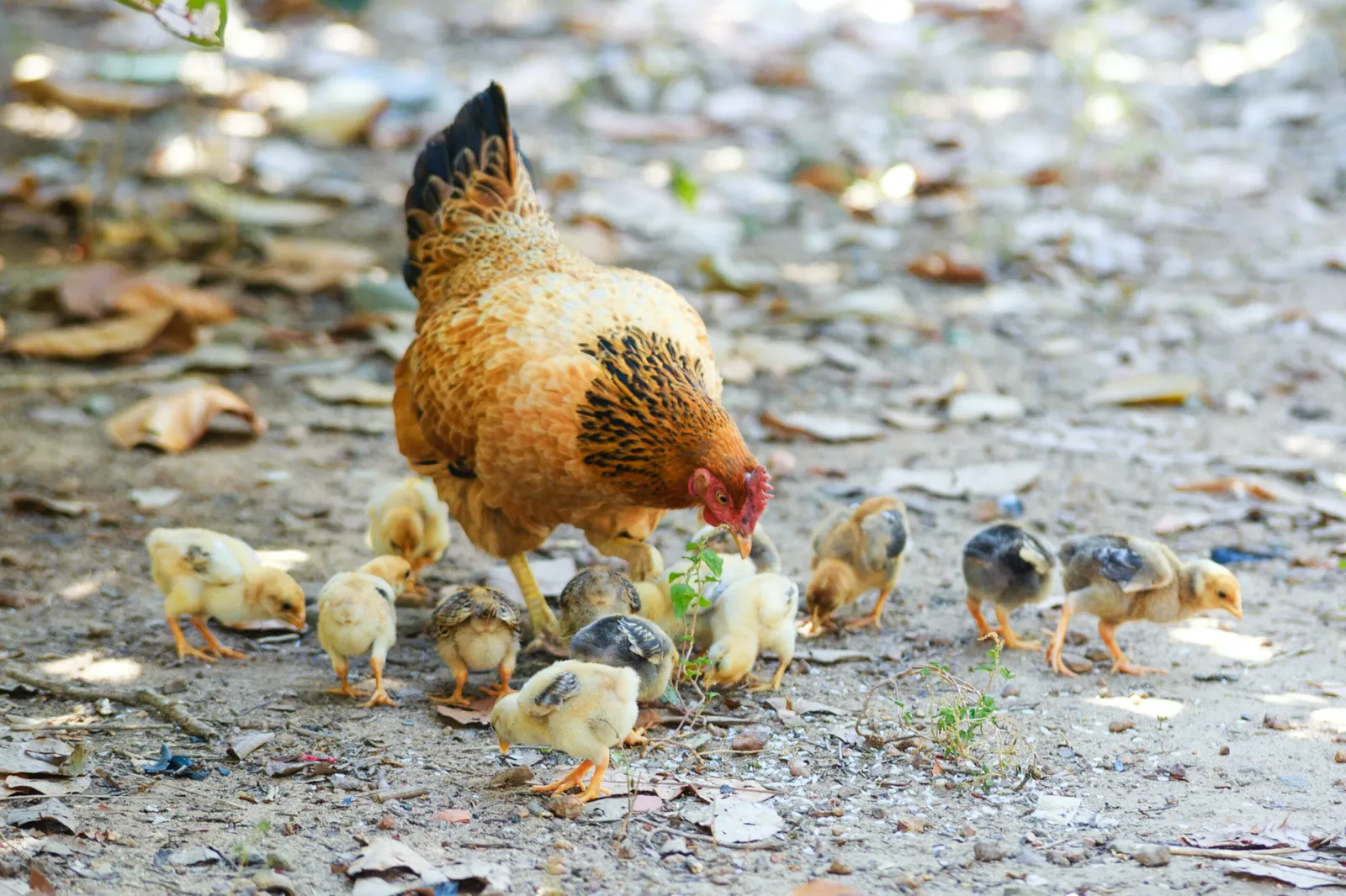 high protein chicken feed
