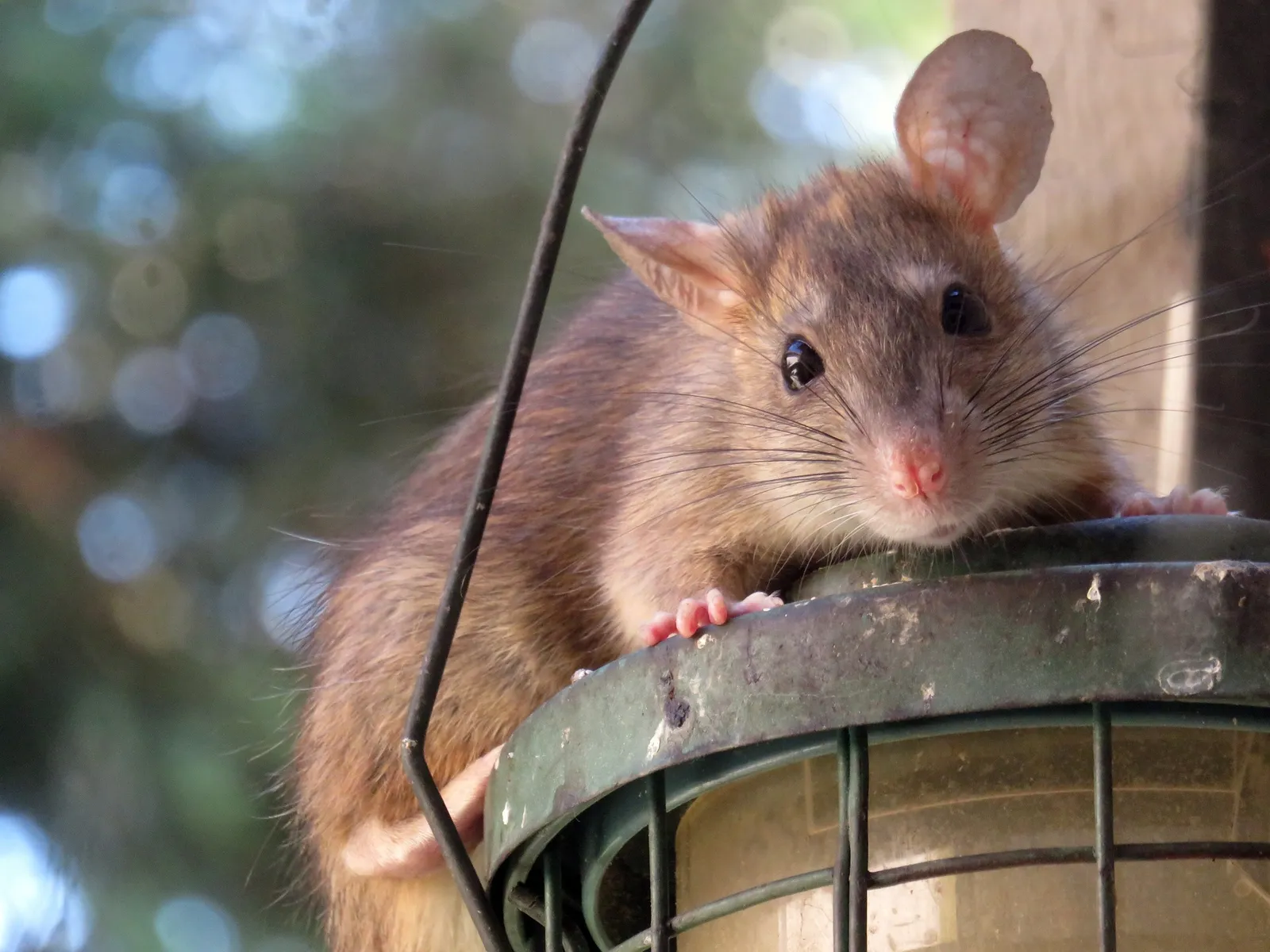rats digging under chicken coop