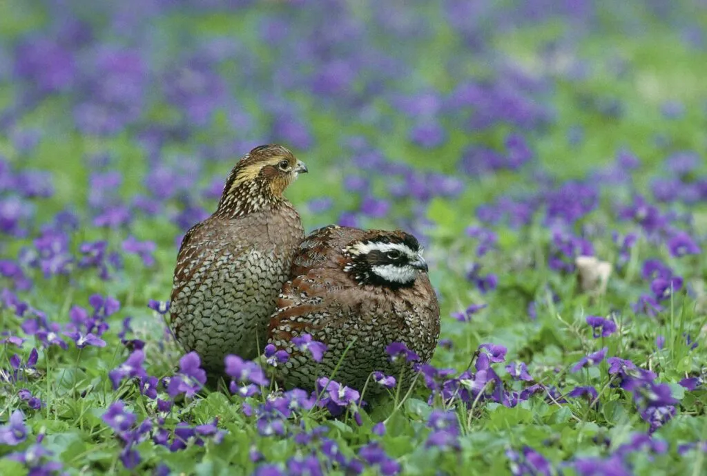 Bobwhite Quails
