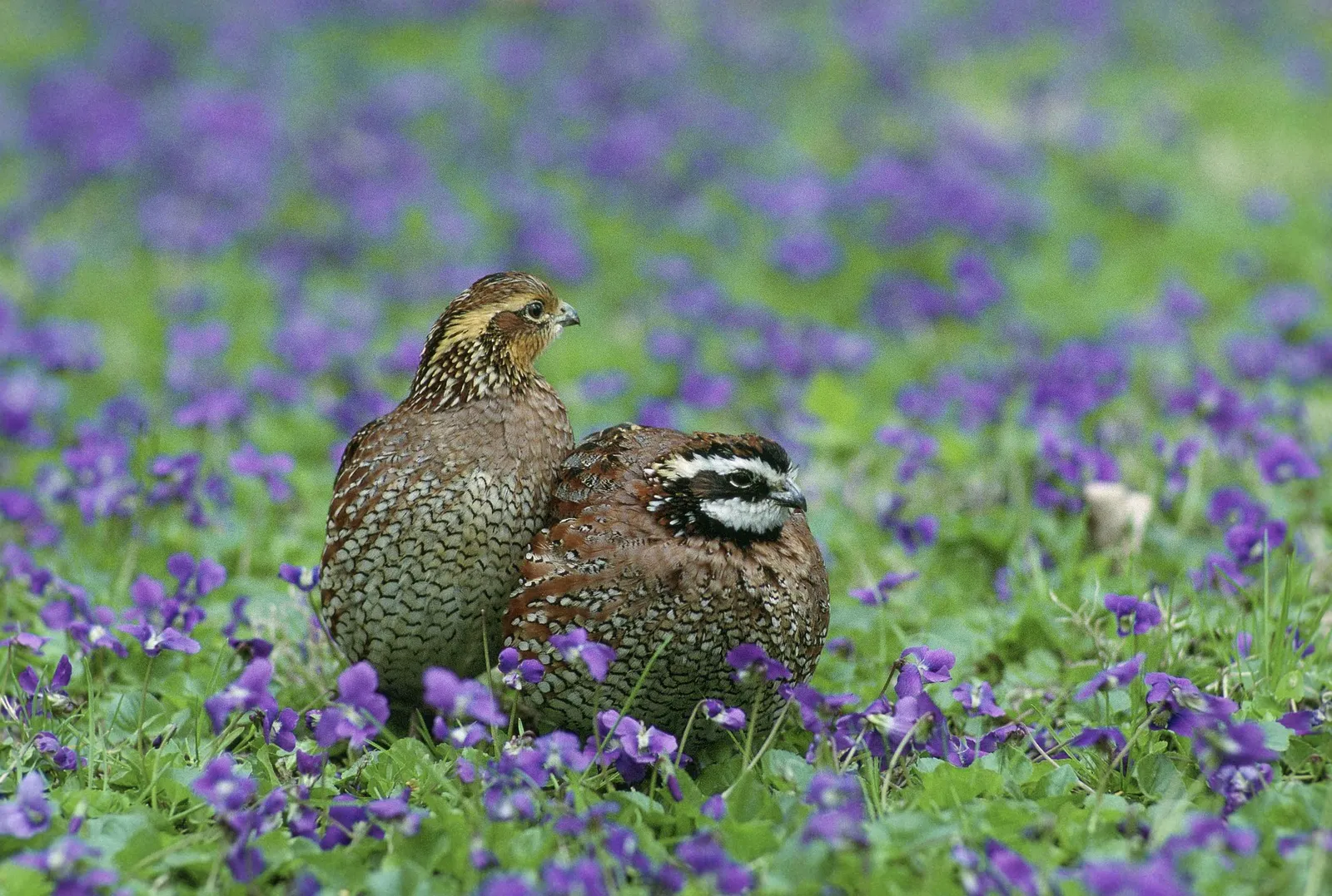 breeding quail