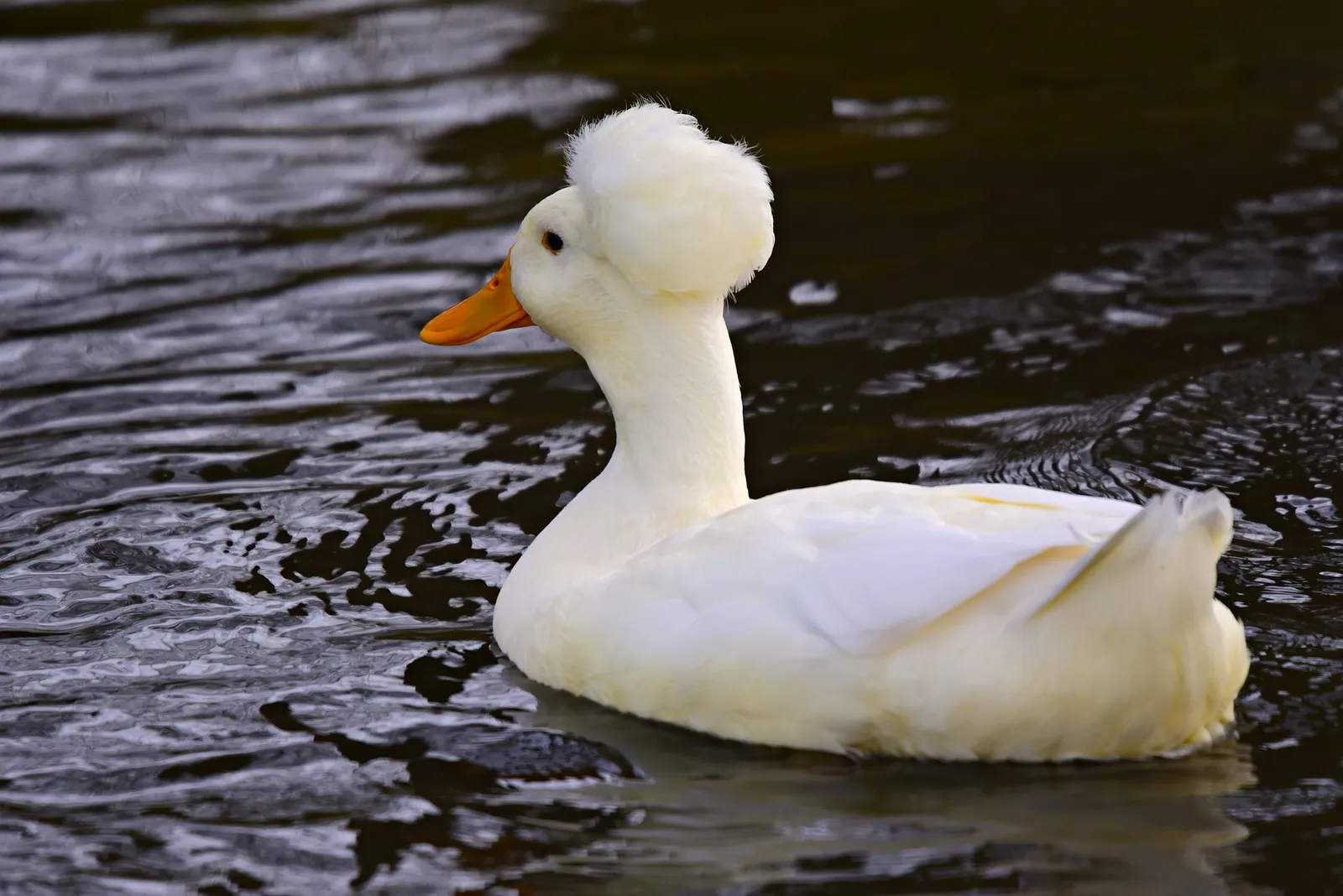 white ducks