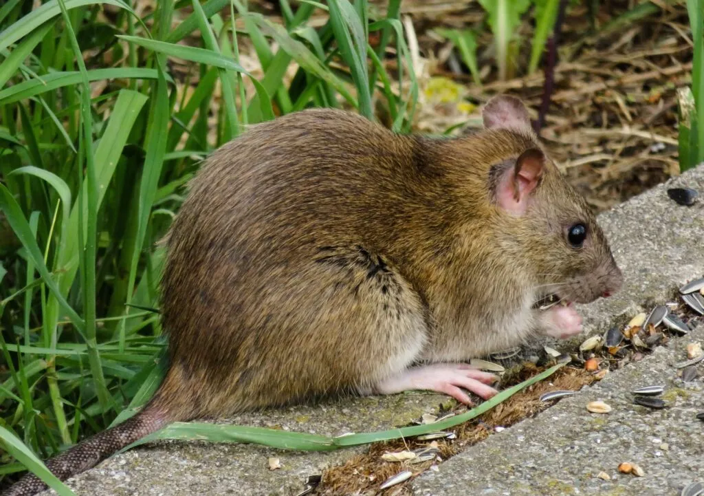 rats digging under chicken coop