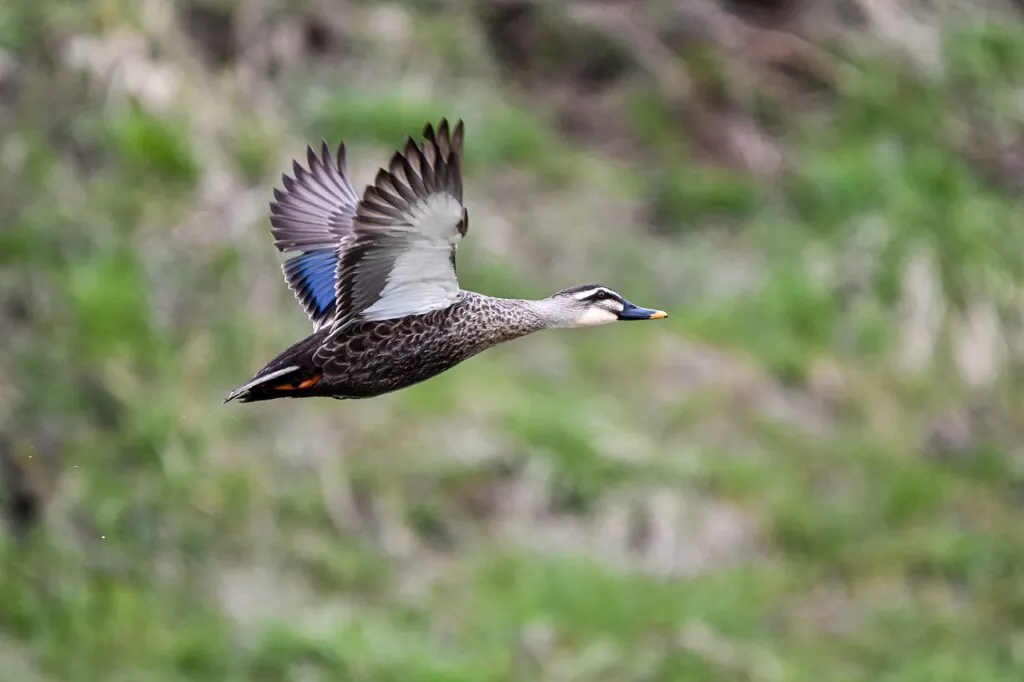 Lifespan Of A Duck