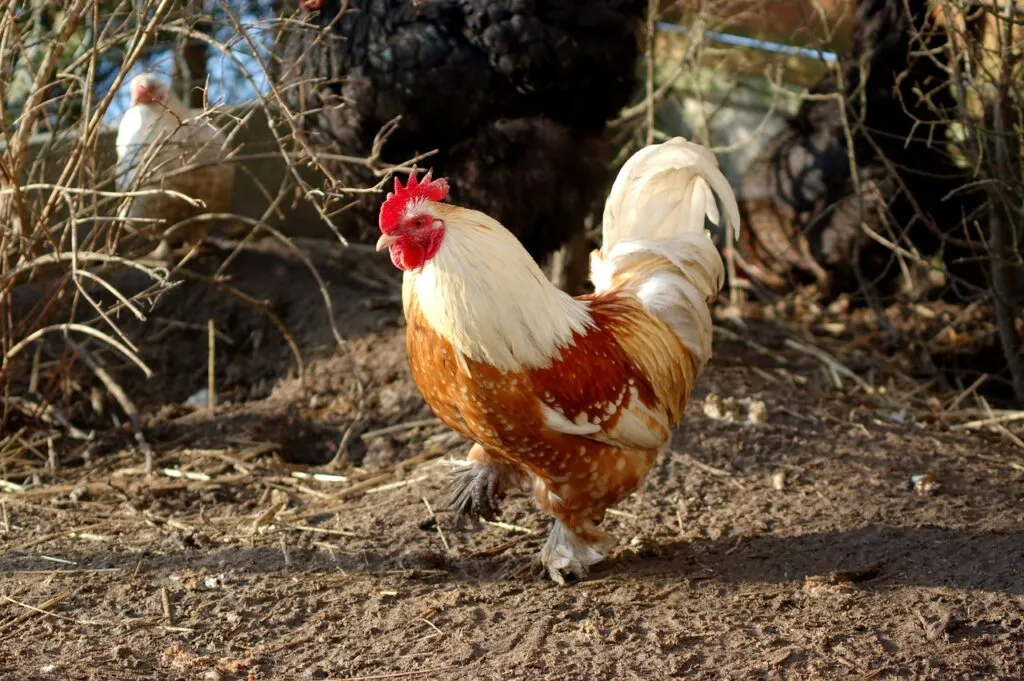 Chickens Losing Feathers