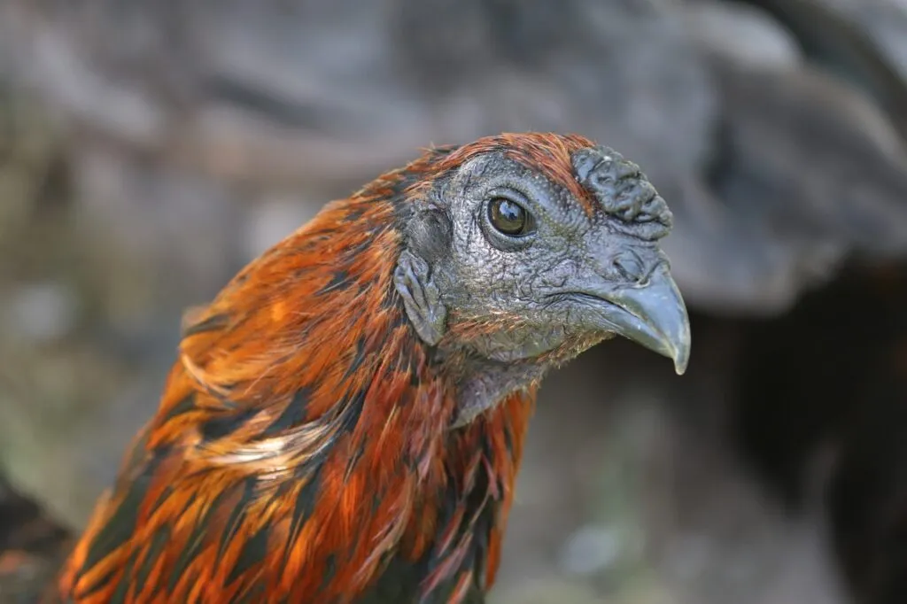 Prevent Mites On Chickens