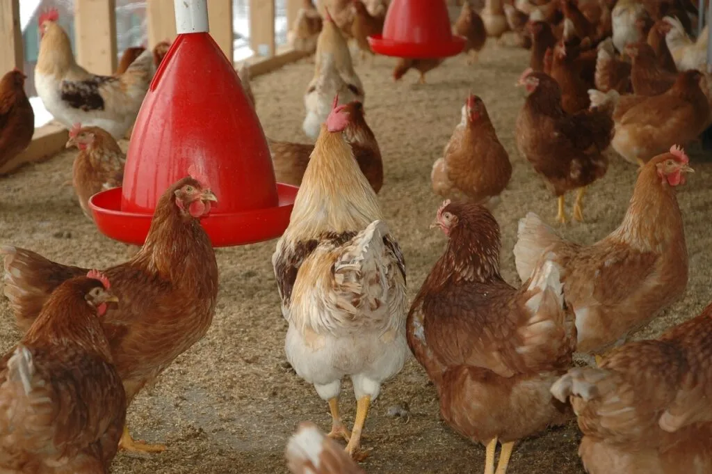 Solar Heat Lamp For Chicken Coops