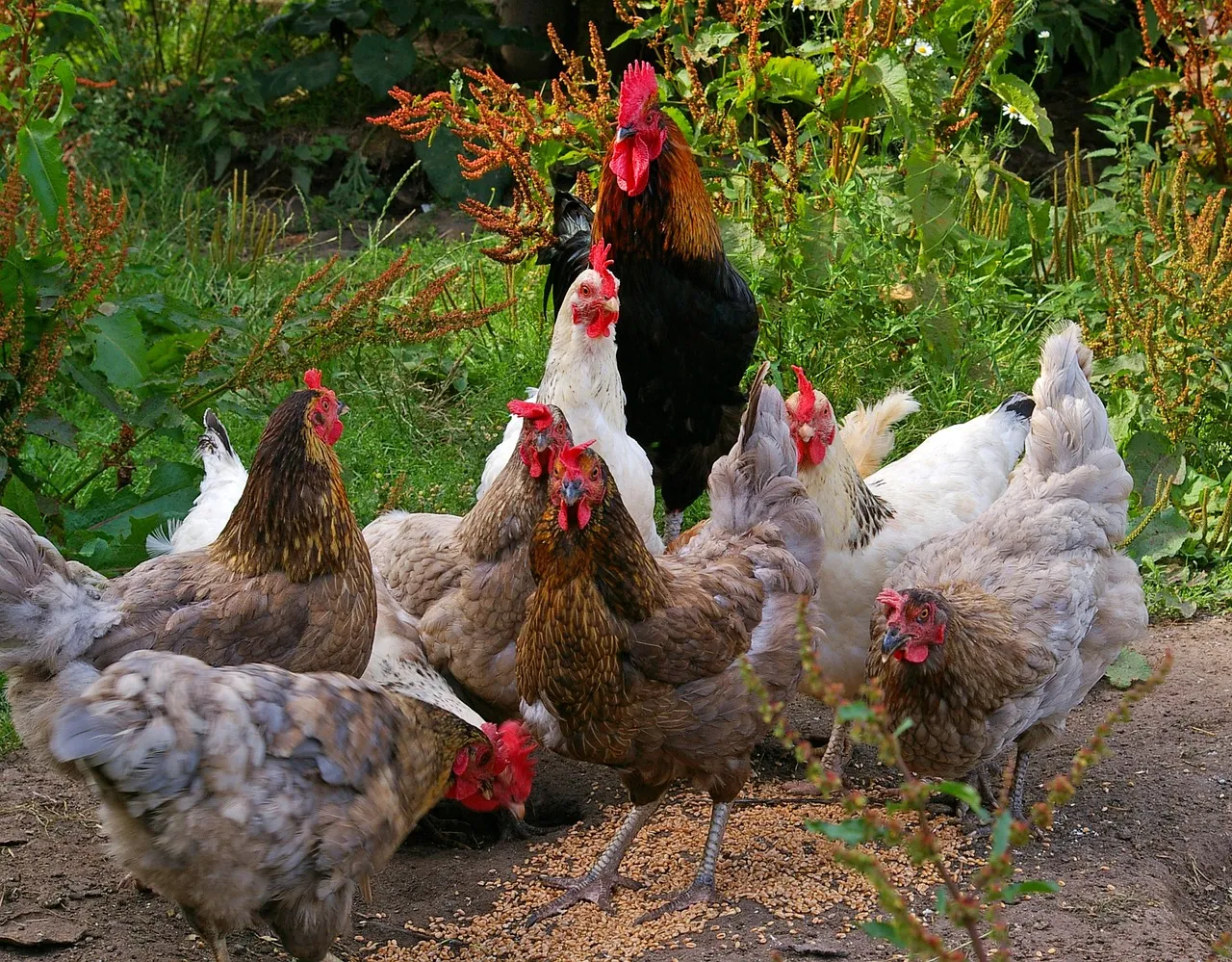 Chickens Lifespan
