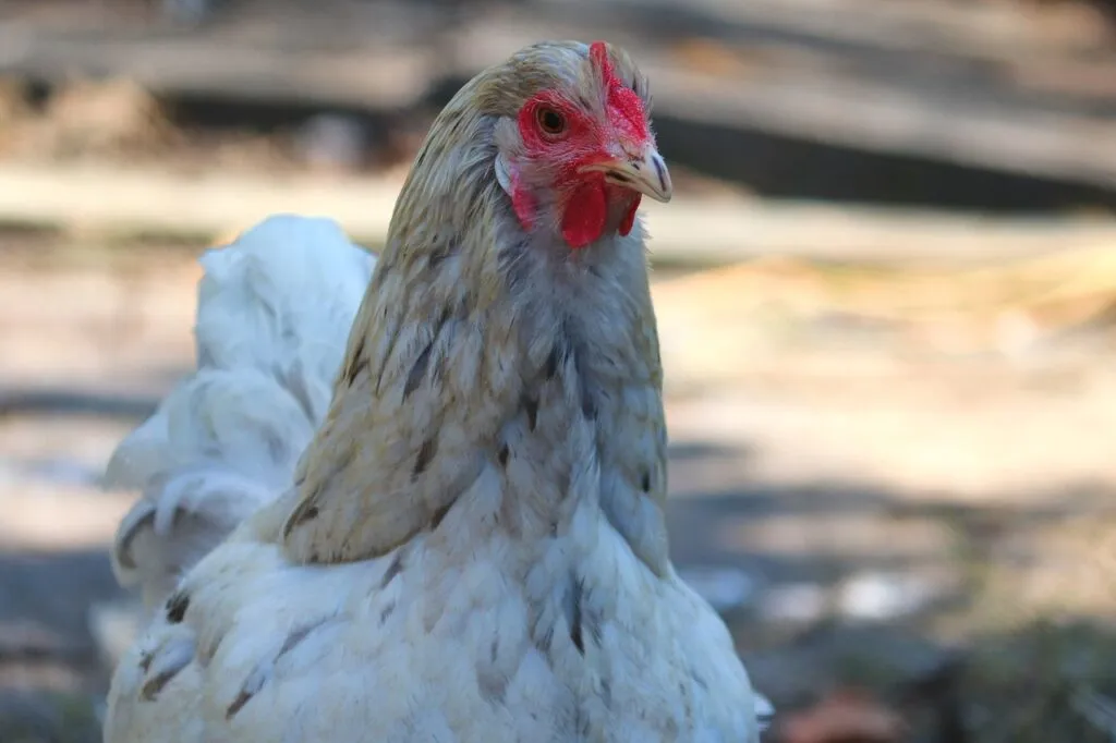 Chicken Oyster Shell Feeders