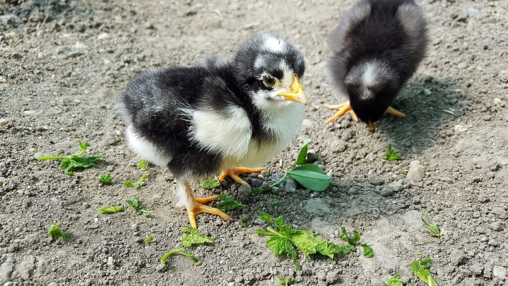 Bedding for Chicks