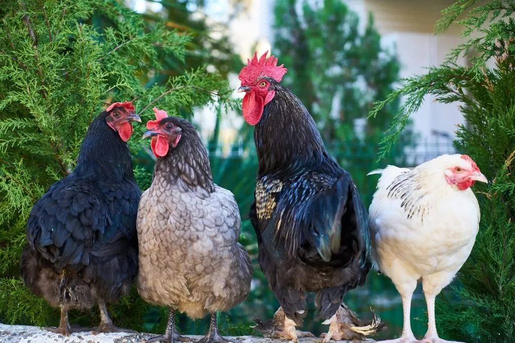 Funny Chicken Name