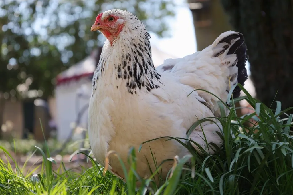 Chicken Coop Feeder