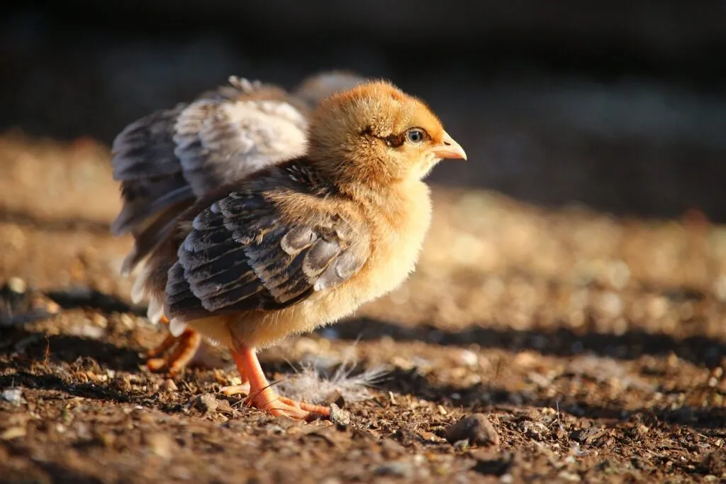 What To Feed Baby Chicks