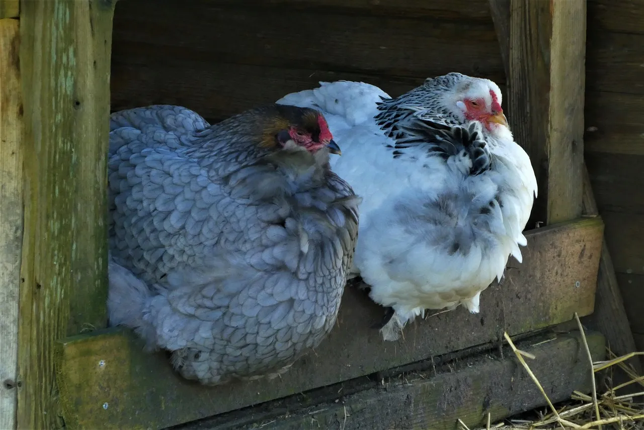 Can chickens eat snow for water
