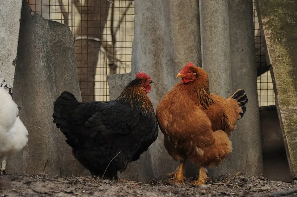 Dome Chicken Coop