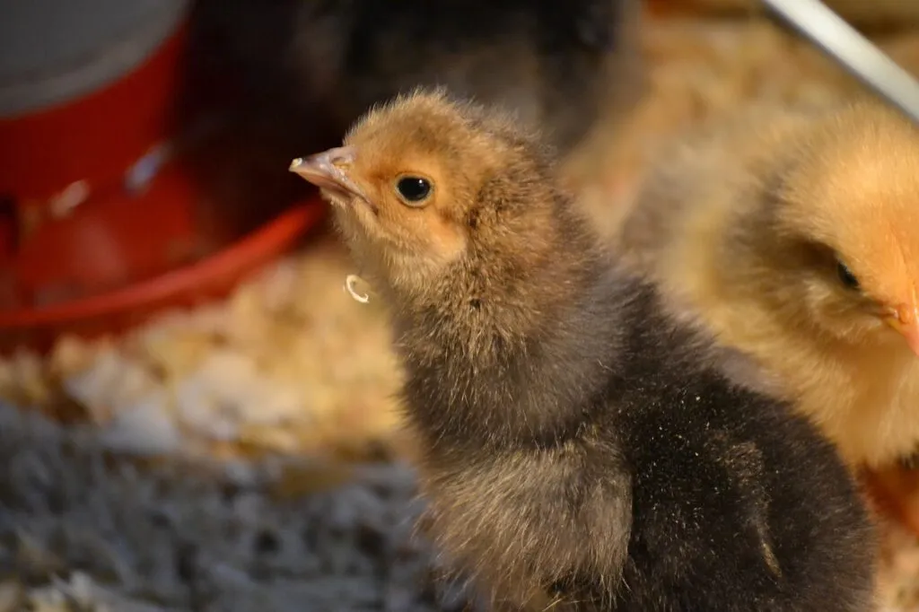 Best Chick Feeder