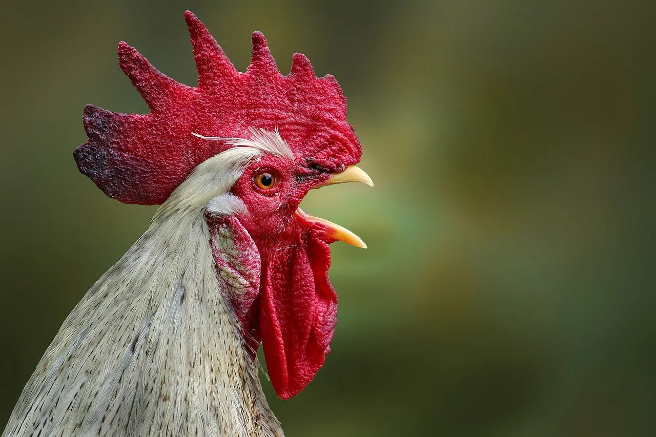 How Long Does a Rooster Live