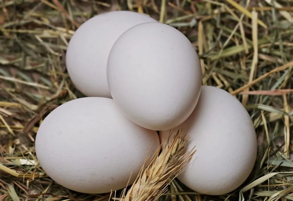 Are white eggs better than brown eggs?