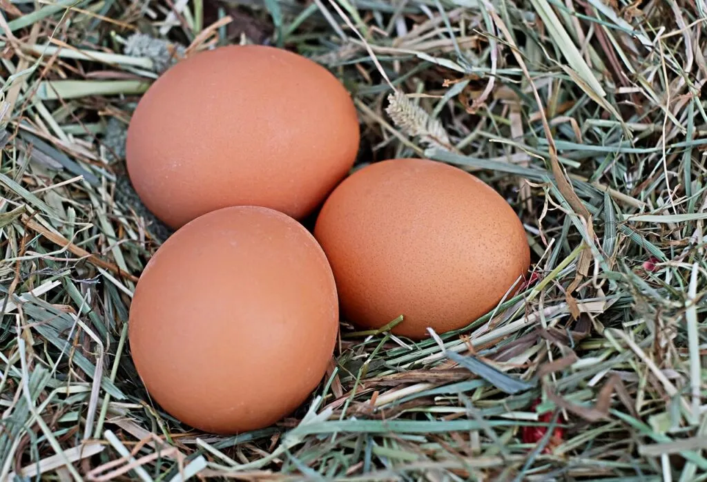 Best Nesting Boxes For Chickens