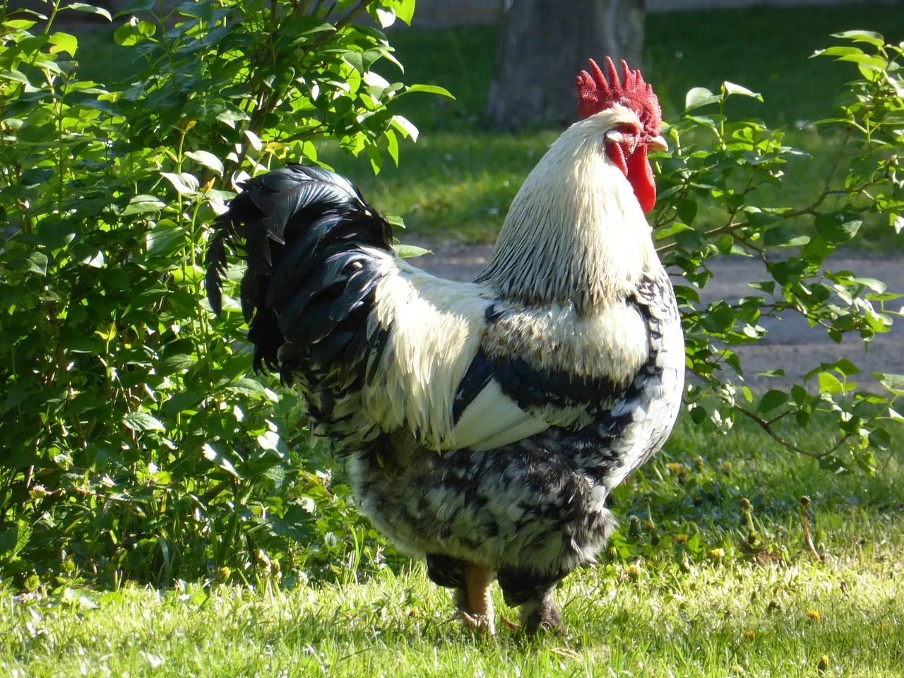 Where To Buy A Chicken