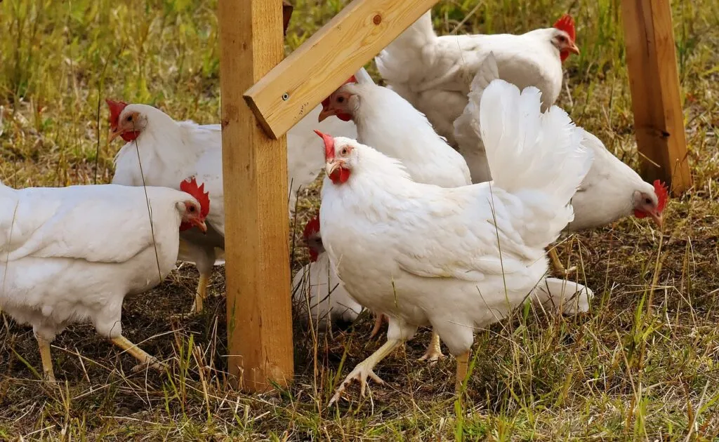 Chicken Run Roof