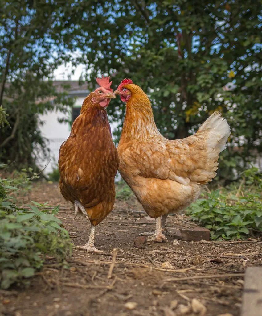Wood Chips for Chicken Runs