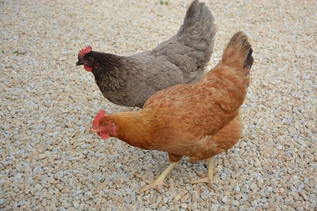 When Do Chickens Stop Laying Eggs?