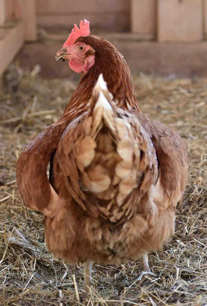 Plastic Nesting Boxes for Chicken