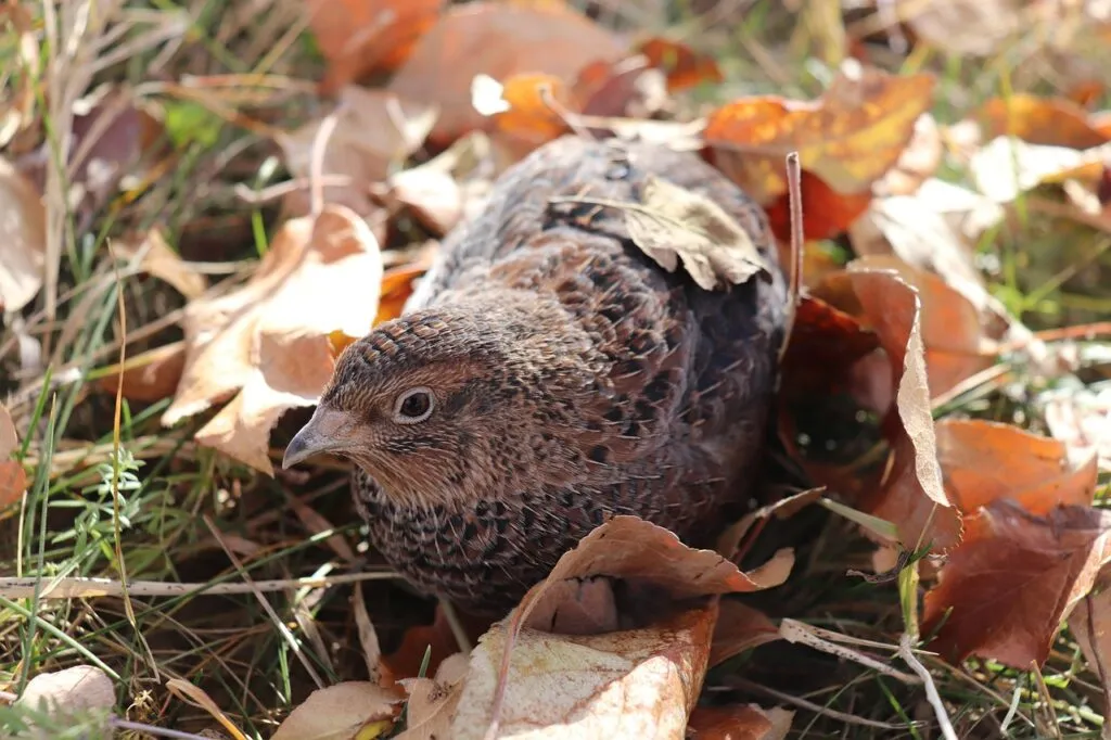 Quail Pen Ideas